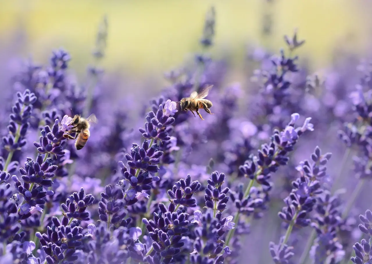 French Lavender and Honey Blossom