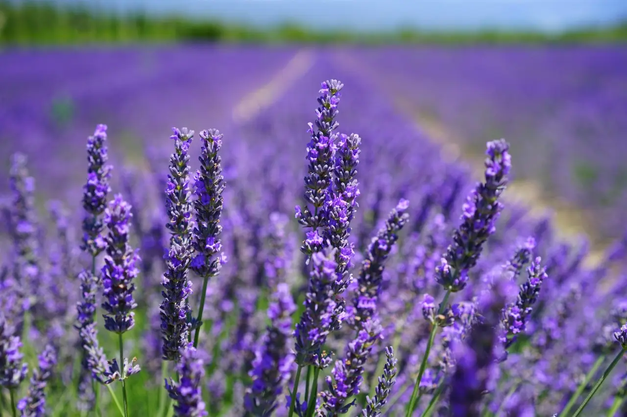 Lavender Oil